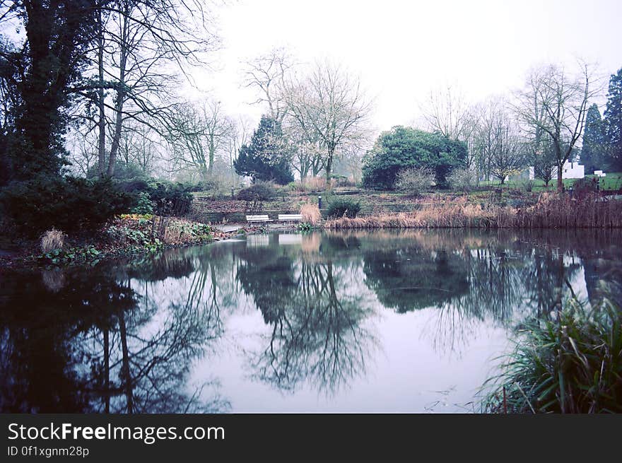 River Surrounded by Tress