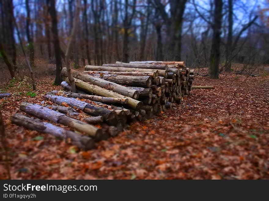 A stack of wooden logs in the autumn forest. A stack of wooden logs in the autumn forest.