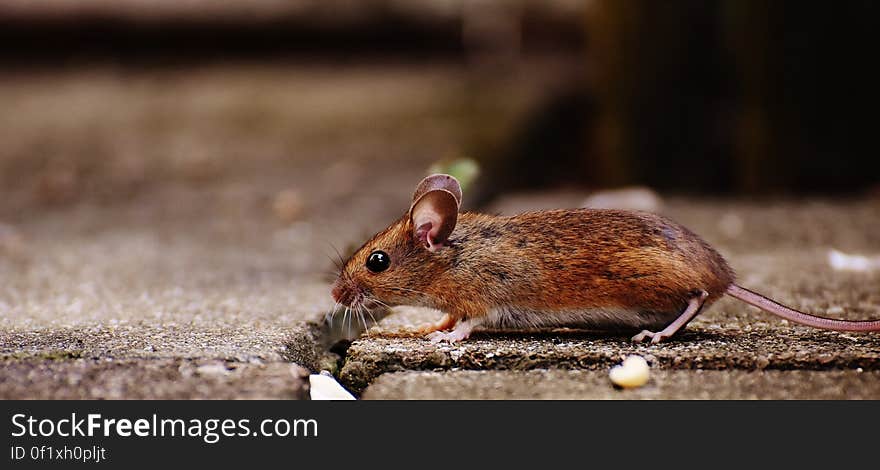 A mouse walking on stone floor. A mouse walking on stone floor.