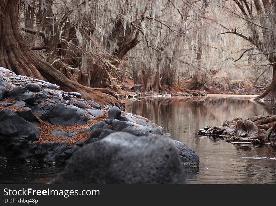 Scenic view of river flowing through forest with rocks in foreground, autumn scene.