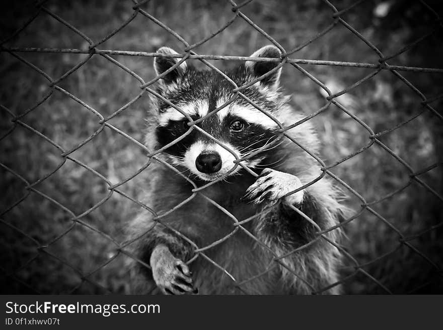 Raccoon Standing Behind Chain Link Fence