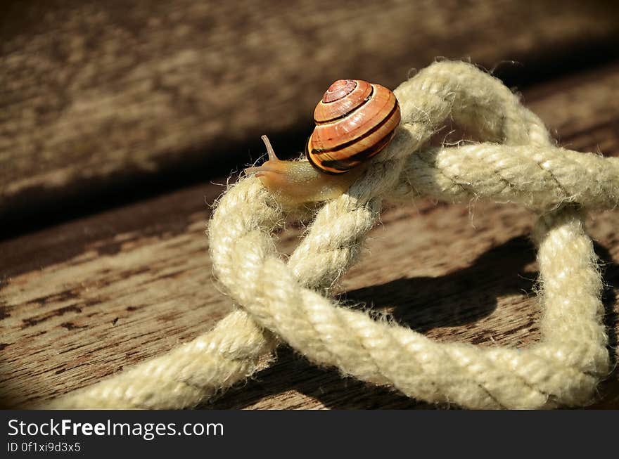 Snail on White Square Knot Rope