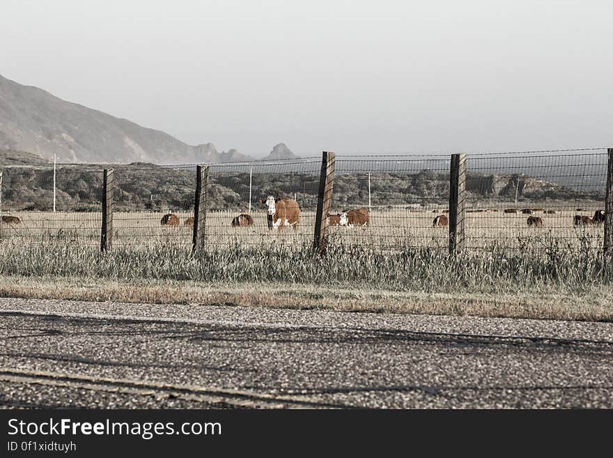 Cows @ Big Sur, CA #2