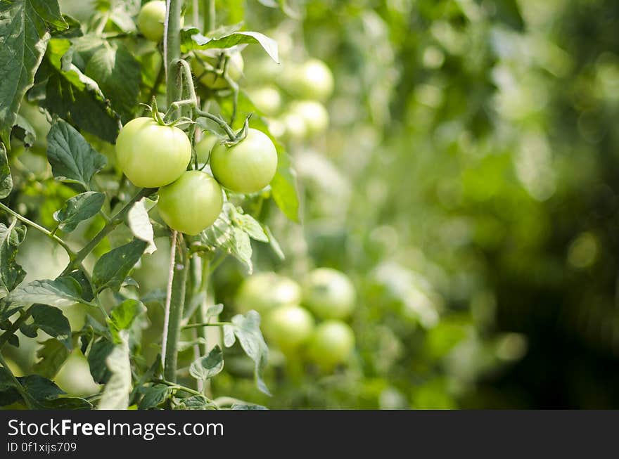 Orange Tomato