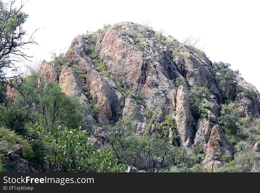 Green Leaf Trees Near Mountain at Daytime