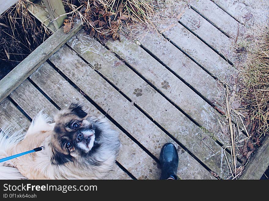 A dog on a lead standing on a wooden bridge. A dog on a lead standing on a wooden bridge.