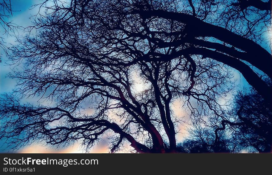 Bare branches of trees in Winter with those belonging to one tree curving over in a precarious fashion giving an eerie impression, touches of blue sky in the background.