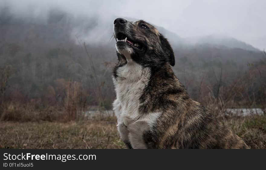 An obedient dog remains sitting in the corner of a field beside a river but barking, misty background. An obedient dog remains sitting in the corner of a field beside a river but barking, misty background.