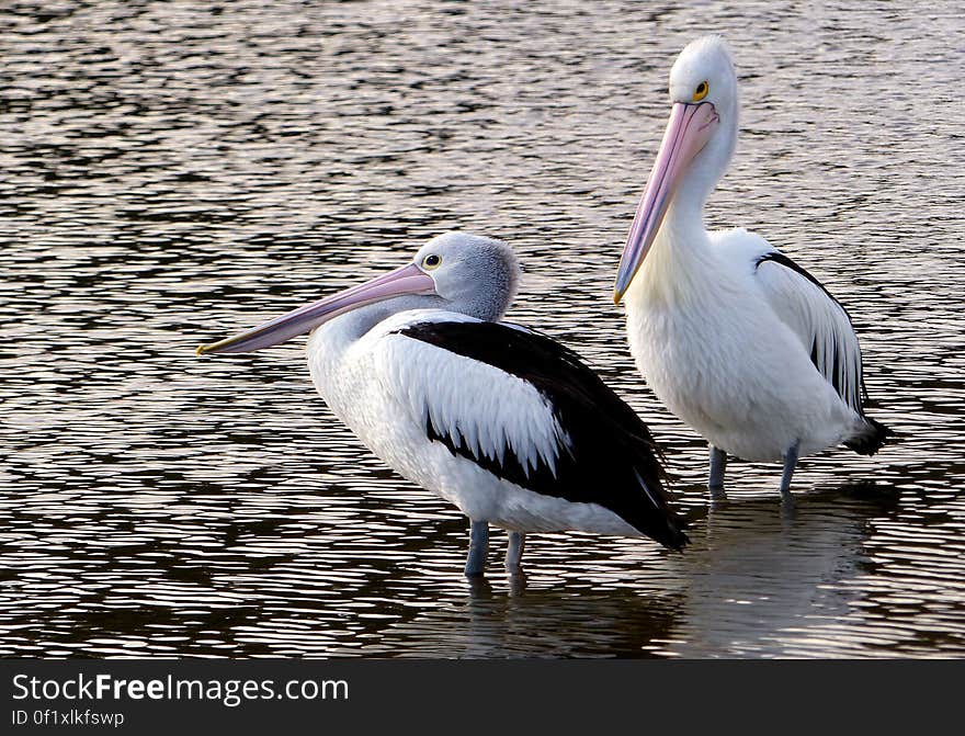 The Australian pelican &#x28;Pelecanus conspicillatus&#x29; is a large waterbird of the family Pelecanidae, widespread on the inland and coastal waters of Australia and New Guinea, also in Fiji, parts of Indonesia and as a vagrant in New Zealand. It is a predominantly white bird with black wings and a pink bill. It has been recorded as having the longest bill of any living bird. It mainly eats fish, but will also consume birds and scavenges for scraps.