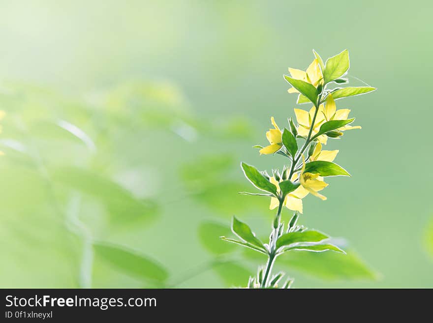 Closeup of small plant with green leaves and delicate yellow flowers, blurred green background. Closeup of small plant with green leaves and delicate yellow flowers, blurred green background.