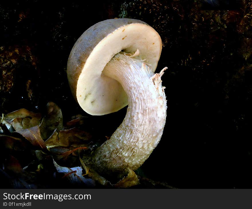 Boletus edulis, commonly known as the porcini &#x28;as well as penny bun, porcino or cep&#x29;, is a basidiomycete fungus, and the type species of the genus Boletus. Widely distributed in the Northern Hemisphere across Europe, Asia, and North America, it does not occur naturally in the Southern Hemisphere, although it has been introduced to southern Africa, Australia and New Zealand. Boletus edulis, commonly known as the porcini &#x28;as well as penny bun, porcino or cep&#x29;, is a basidiomycete fungus, and the type species of the genus Boletus. Widely distributed in the Northern Hemisphere across Europe, Asia, and North America, it does not occur naturally in the Southern Hemisphere, although it has been introduced to southern Africa, Australia and New Zealand