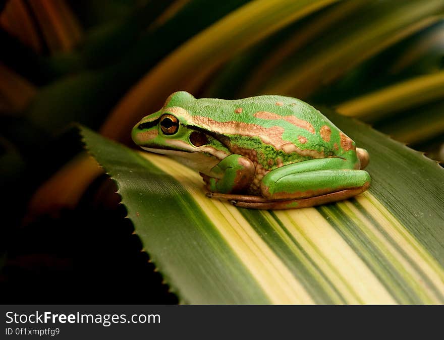 The Green and Golden Bell Frog, Litoria aurea, is a magnificent looking frog and can often be mistaken for a garden ornament! In the late 1860s several consignments of these frogs were received from Sydney and released by the Auckland Acclimisation Society. There have been several attempts to establish populations of this species in the South Island, but it appears that the climatic conditions are not favourable and the species is restricted to the upper half of the North Island &#x28;north of Gisborne&#x29;. They occur around the same ponds as the Southern Bell Frog and may interbreed