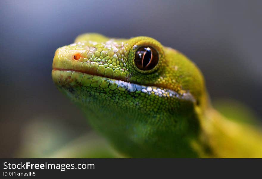 The Northland Green Gecko is found only in the Northland region of New Zealand, north of Whangaroa. It is vivid green, with gray or gold highlights, on either side - along the dorsal edges. Males have a blue band along the sides, below the limbs, and the underbelly of both sexes is bright pale green and sometimes with a yellow tinge. Growth is to 200 mm. The Northland Green Gecko is found only in the Northland region of New Zealand, north of Whangaroa. It is vivid green, with gray or gold highlights, on either side - along the dorsal edges. Males have a blue band along the sides, below the limbs, and the underbelly of both sexes is bright pale green and sometimes with a yellow tinge. Growth is to 200 mm.