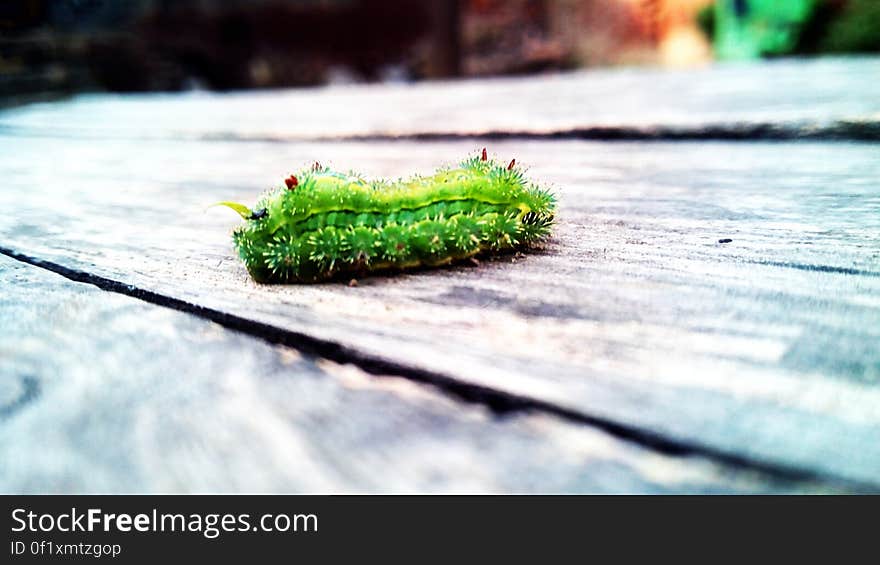 A close up shot of a green caterpillar on a wooden surface.