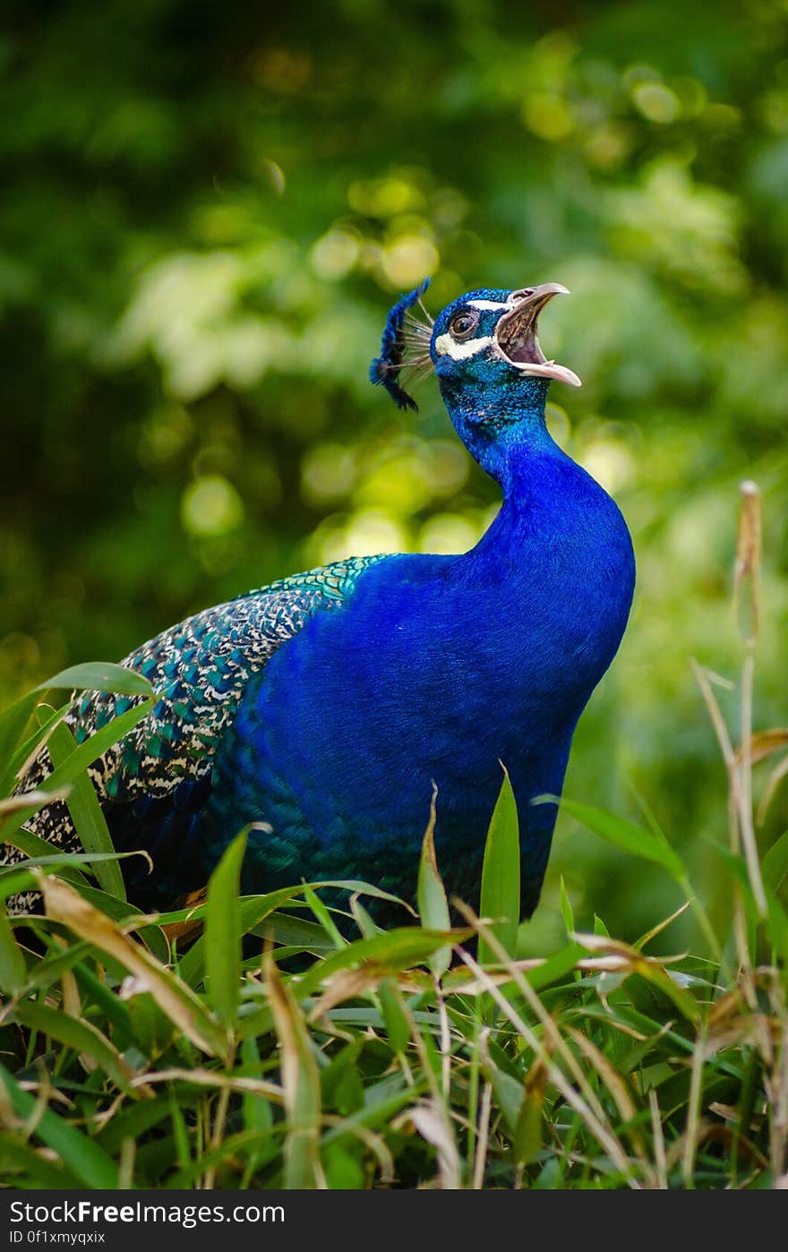 Blue and Green Peacock on Grass