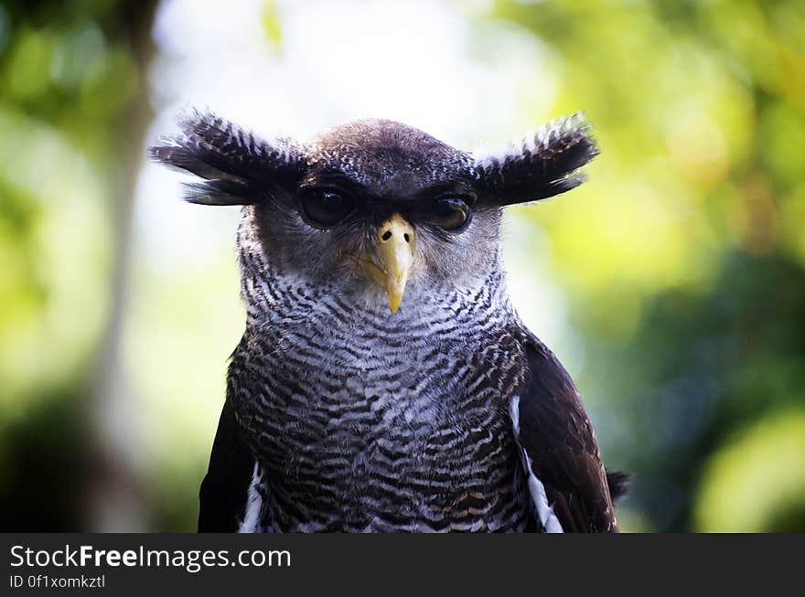 A close up shot of an owl head outdoor.