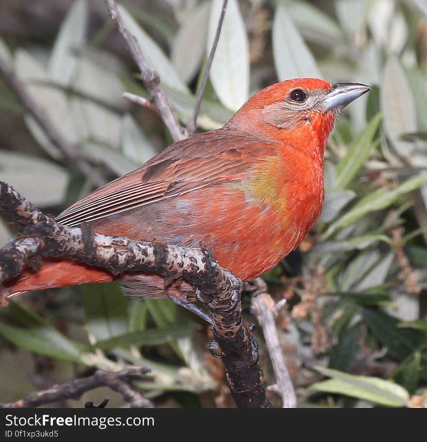 Orange Brown and Yellow Long Beaked Bird