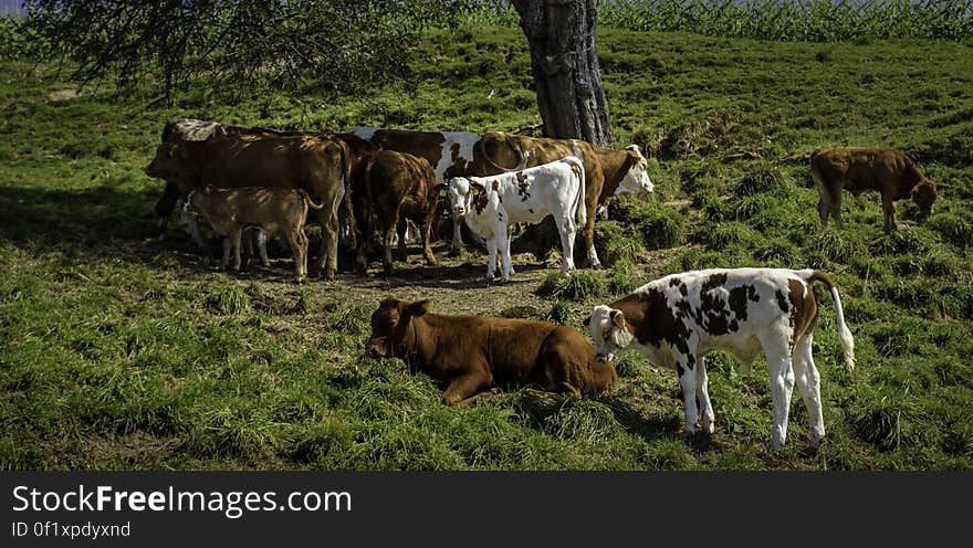 Resting in some shaded area, they created a nice composition, that in some way reminds of pastoral paintings of yore. Resting in some shaded area, they created a nice composition, that in some way reminds of pastoral paintings of yore.