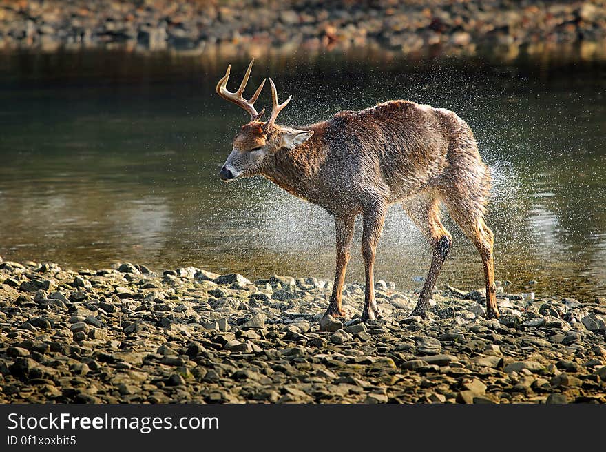 Side View of Deer Walking in Lake at Forest