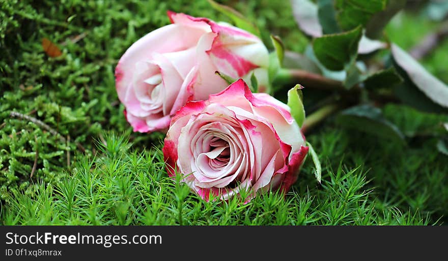 Close-up of Pink Rose Flower