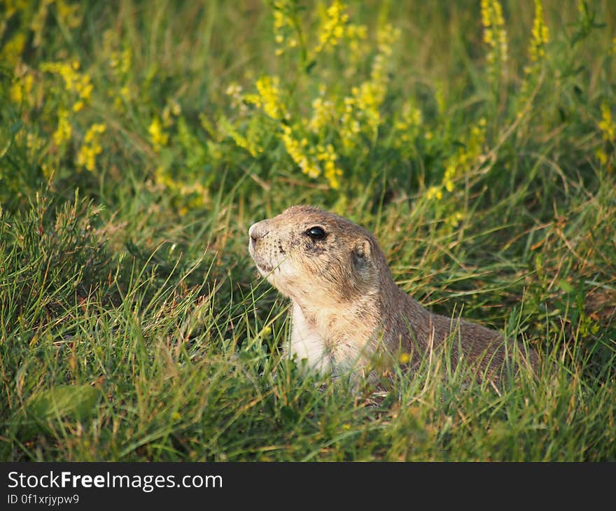 By Albert van Gent. All StockyPics photos can be used freely and with no copyright restrictions. A photo of a prairie dog hiding in the tall grass