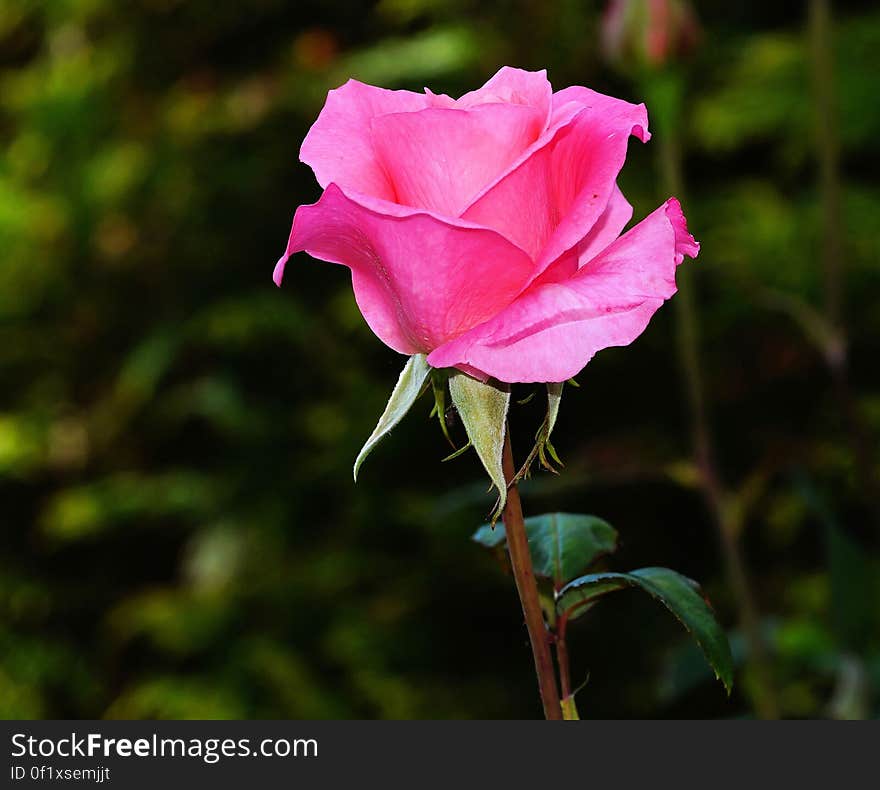 Pink Rose