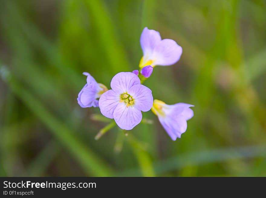 Close up of violet blossoms of Cardamine nuttallii (Nuttall's toothwort) on meadow.