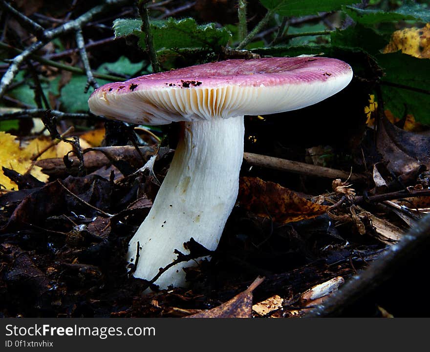 Russula Fungus Around 750 worldwide species of ectomycorrhizal mushrooms compose the genus Russula. They are typically common, fairly large, and brightly colored – making them one of the most recognizable genera among mycologists and mushroom collectors