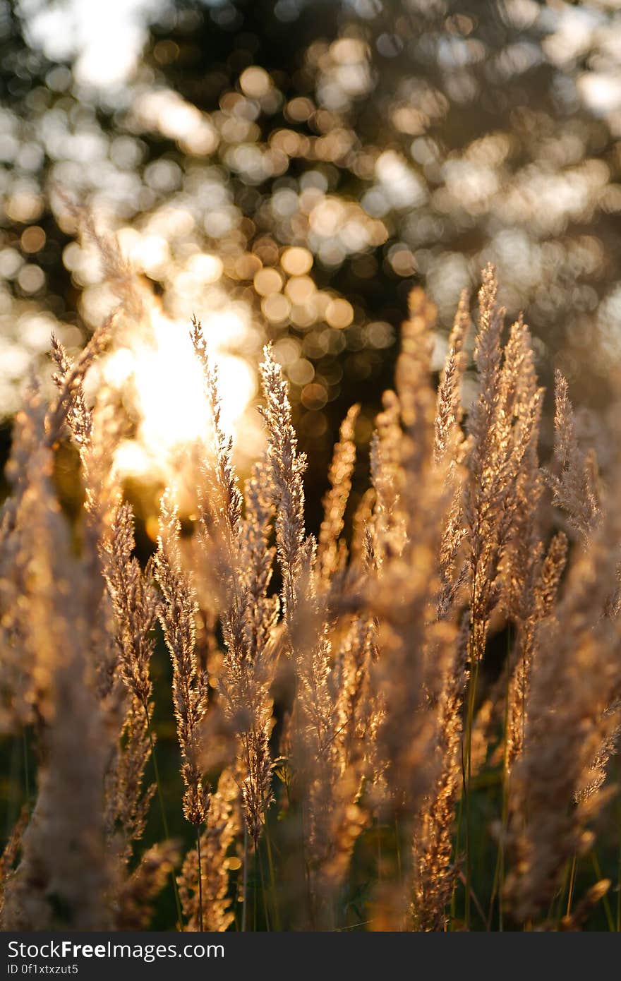 Selective Focus of Brown Plant