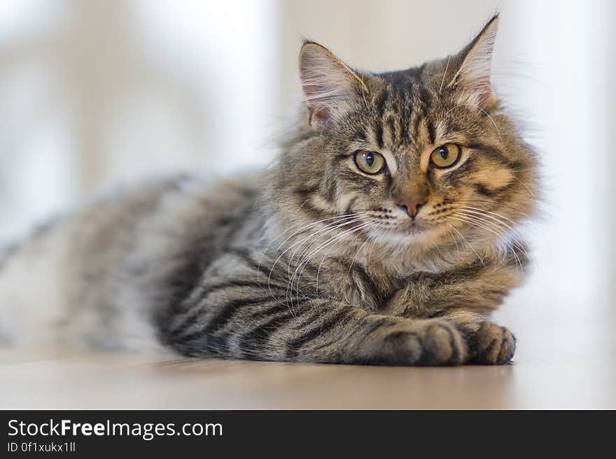 Closeup portrait of very fine tabby cat with typical markings green eyes and fine white whiskers. Closeup portrait of very fine tabby cat with typical markings green eyes and fine white whiskers.