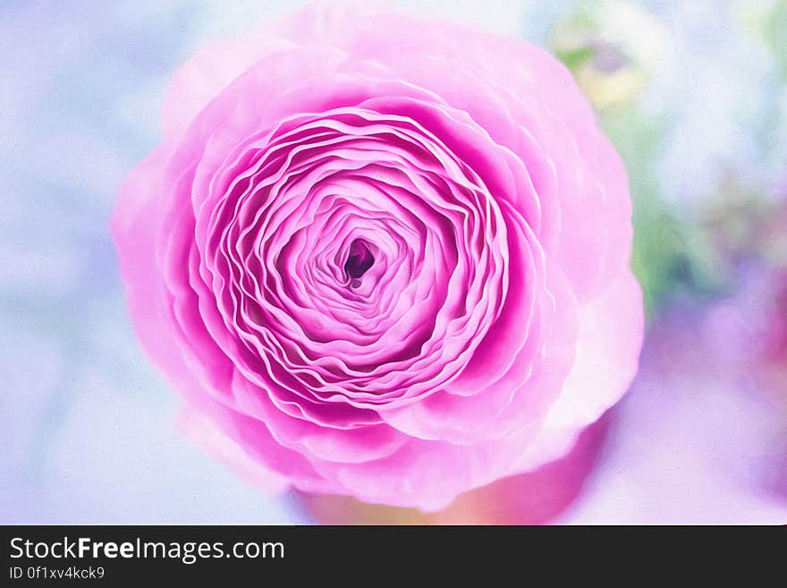 A close up shot of a blooming pink rose.