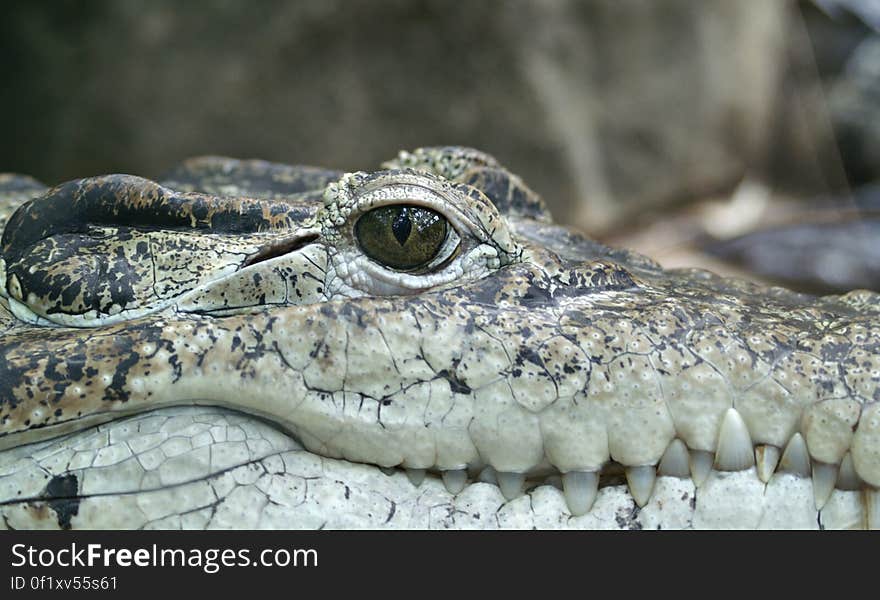 Crocodile Face Close Up