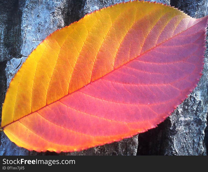 Yellow and Purple Leaf