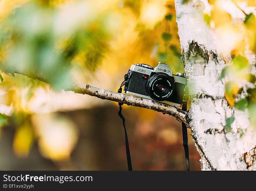 Shallow Focus Photography of Silver and Black Dslr Camera on Brown Trunk