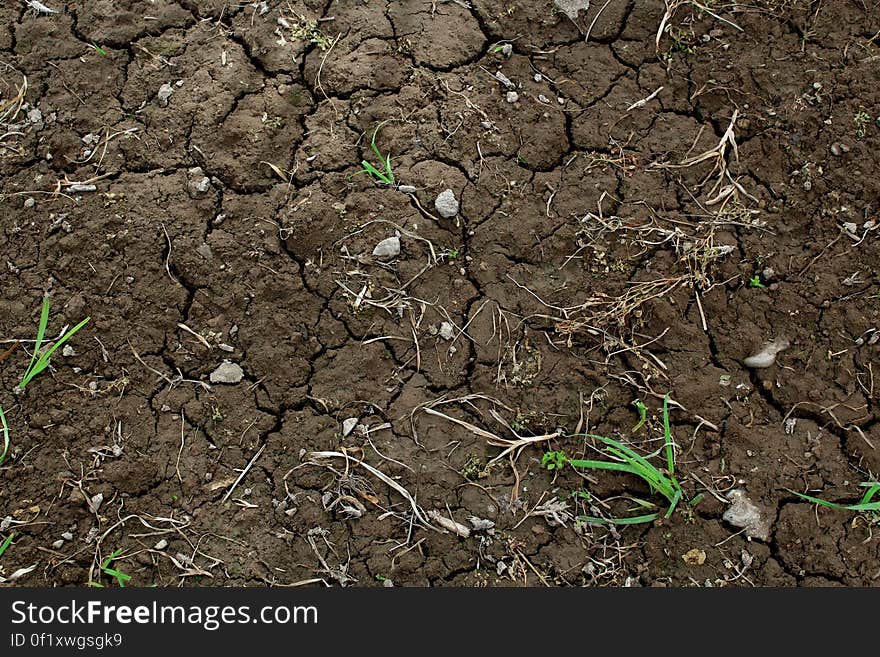 Green Grass on Dry Brown Soil