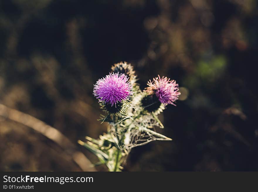 A blooming thistle plant with violet flowers. A blooming thistle plant with violet flowers.