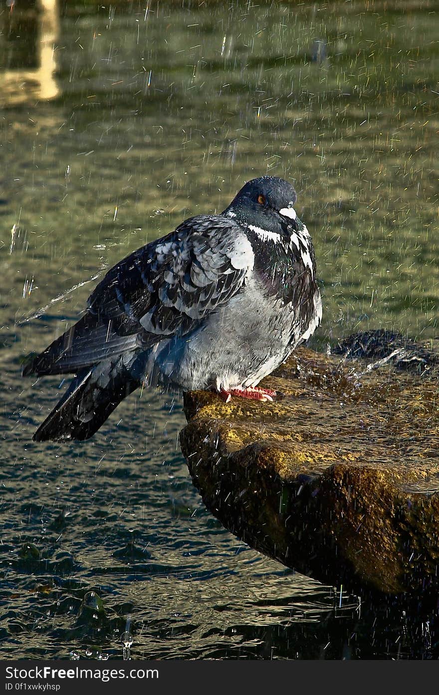 Black White Pigeon