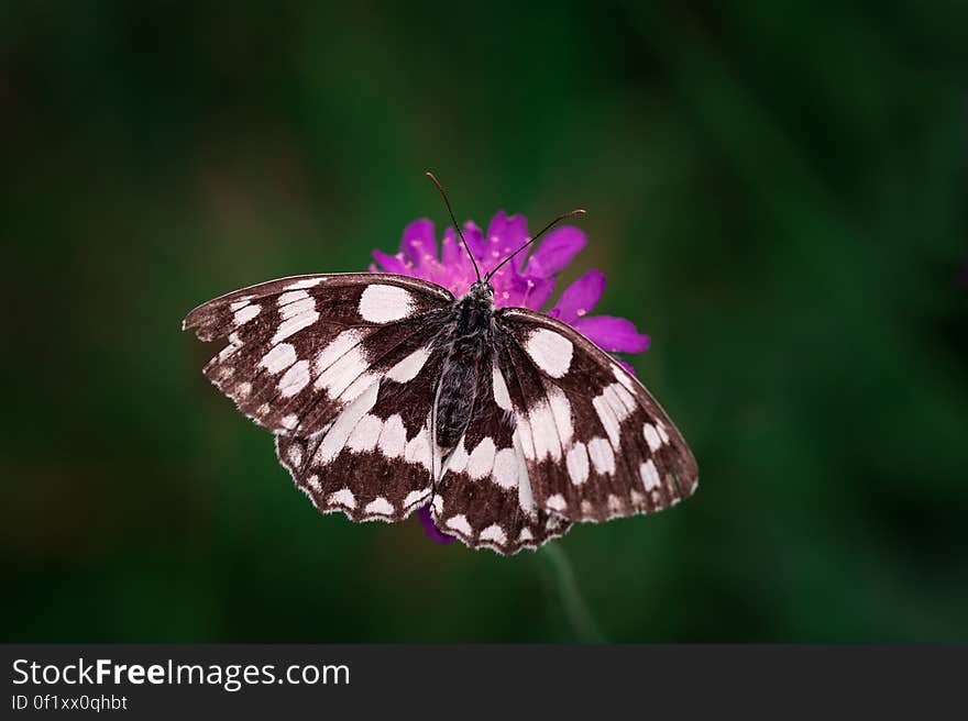 Tilt Shift Photography of Black and White Butterfly