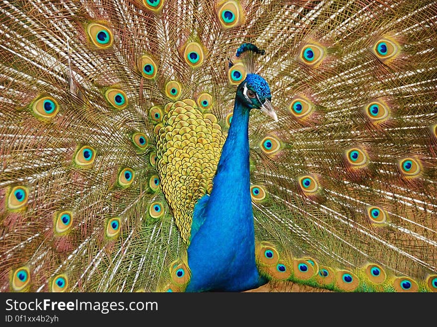 Male Peafowl Spreading Tail