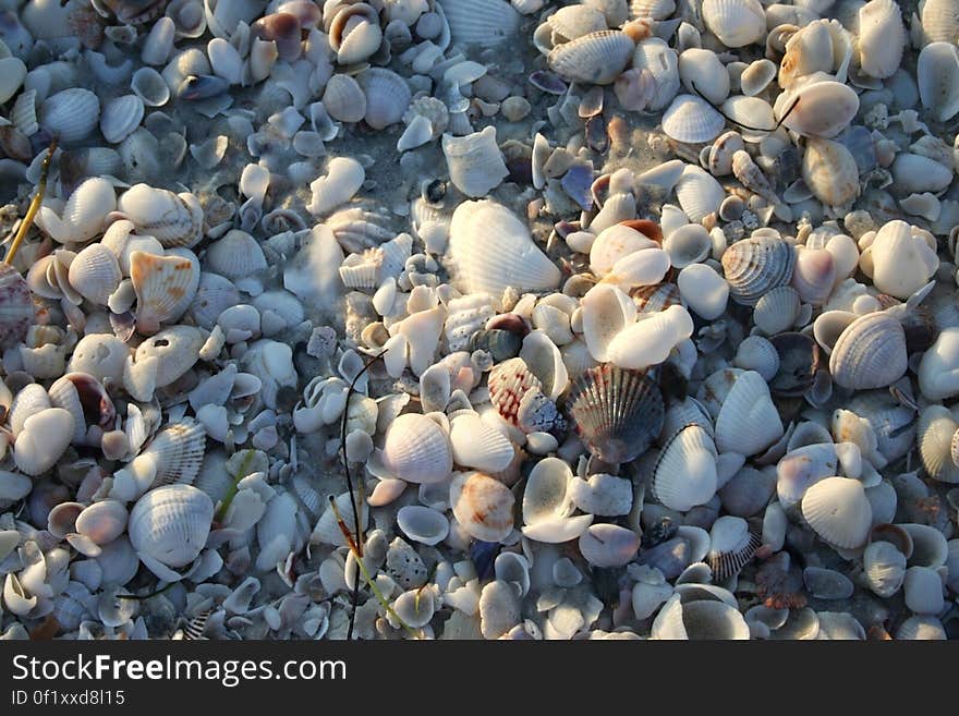 Sanibel shells. Sanibel shells