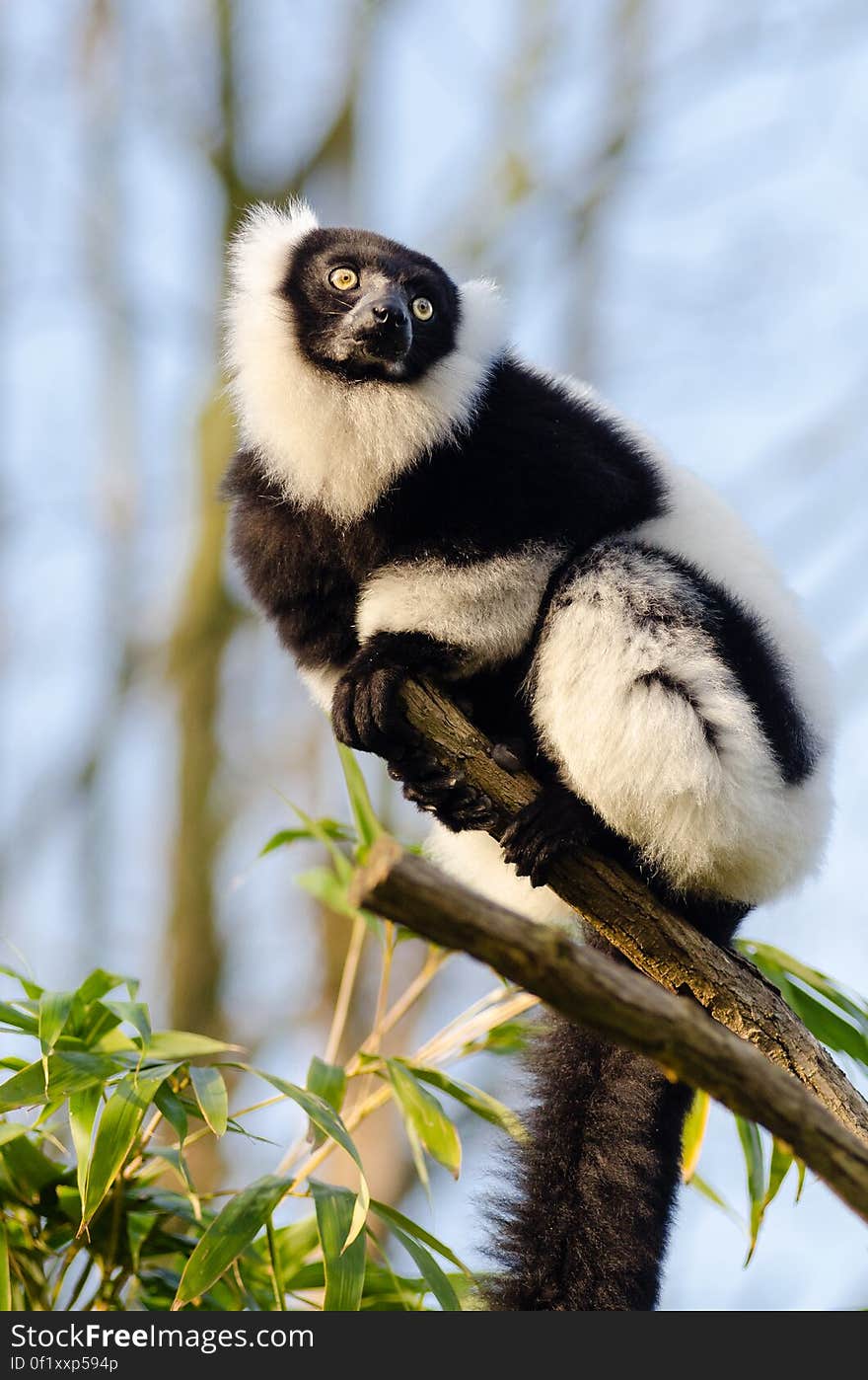 Black and white Ruffed Lemur