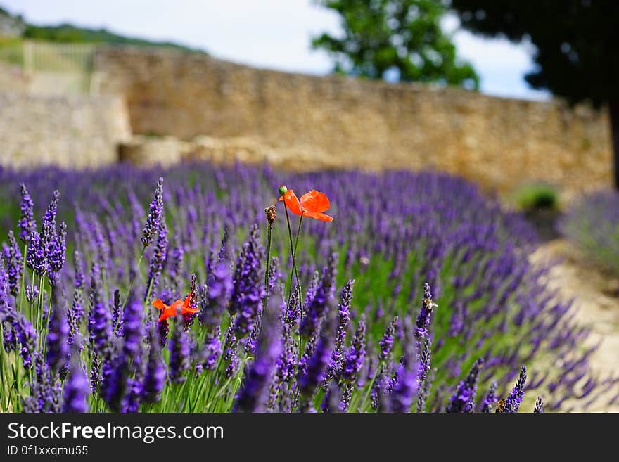 Shallow Focus Lens Photo of Purple Flower