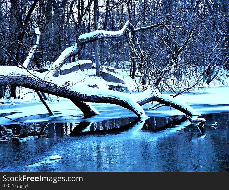 A pond or a river in the winter with fallen trees. A pond or a river in the winter with fallen trees.