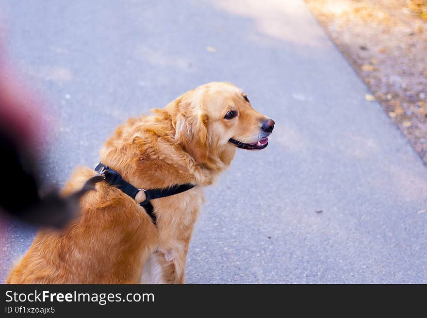 Brown and Beige Medium Fur Dog