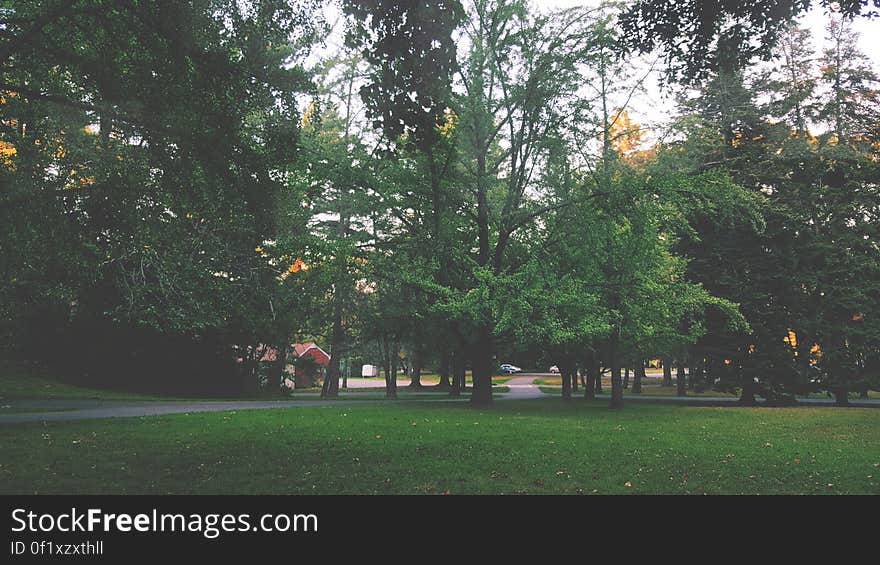 A view from a green park with trees and path. A view from a green park with trees and path.