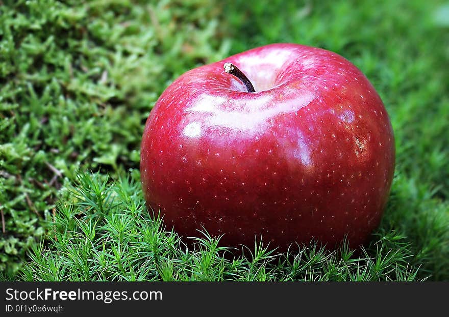 Shallow Focus Photography of Red Apple in Green Grass