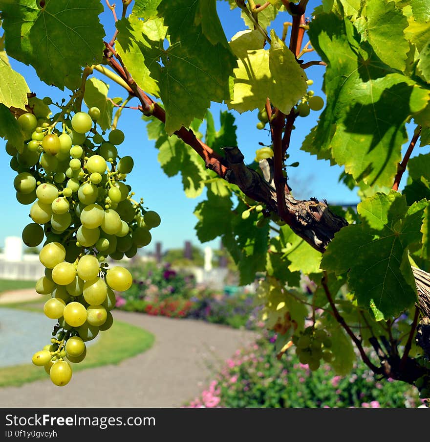 Green Grapes Fruit