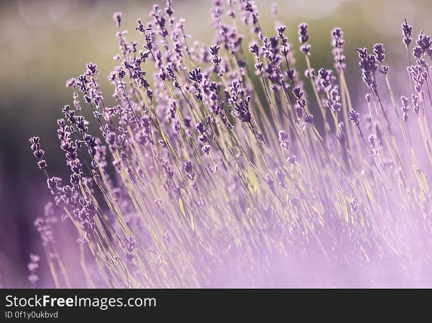 Lavender flowers on a field on a sunny day.