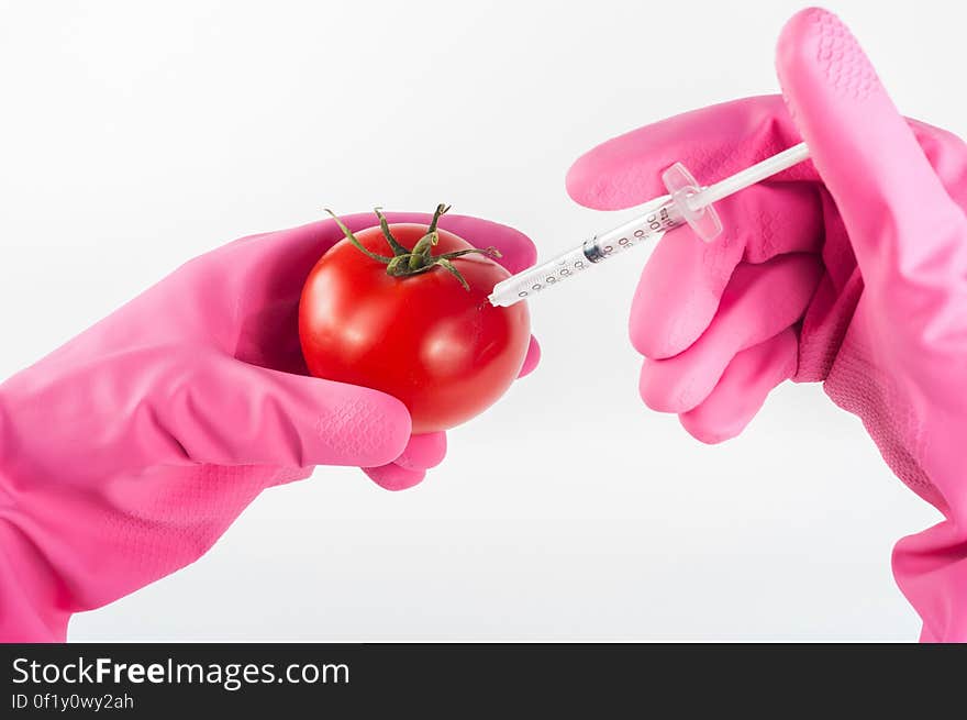 Hands (disembodied) wearing pink rubber (plastic) gloves injecting a substance into a ripe tomato, white background. Hands (disembodied) wearing pink rubber (plastic) gloves injecting a substance into a ripe tomato, white background.