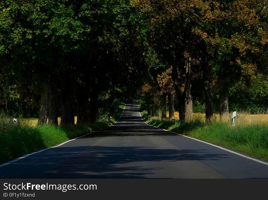 Asphalt Empty Road in Between of Tall Trees